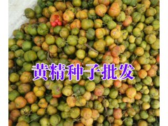 云南黃精種植價格(13987235380)|黃精種苗報價商家圖2