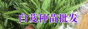 云南保山/大理/楚雄白芨小苗圖片