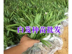 今日白芨小苗&大理白芨小苗基地%大理振軒生物科技有限公司圖2