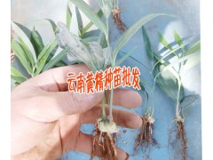 今日白芨直播馴化苗|云南佳白芨種植時間 |+15924791418圖3