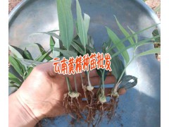 云南佳白芨種植時間 |曲靖會澤白芨塊莖集中肓苗技術