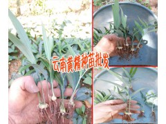 云南佳白芨種植時(shí)間 |曲靖會(huì)澤白芨塊莖集中肓苗技術(shù)圖3