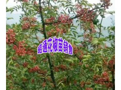 云南青花椒苗圖片大全+云南正宗的青花椒苗+云南青花椒苗圖1