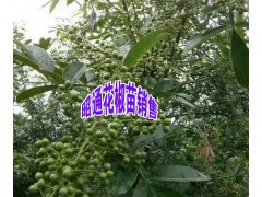 云南青花椒苗圖片大全+云南正宗的青花椒苗+云南青花椒苗圖2