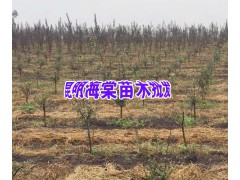 昆明附近紫丹參、巒樹、海棠、油桃種植基地_昆明哪里有紫丹參圖2