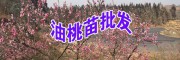 油桃樹苗_昆明油桃小苗廠家批發(fā)+昆明農(nóng)莊