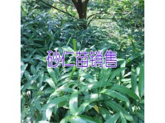 砂仁苗多少錢一棵◆ 砂仁苗 % 砂仁的種植技術(shù)包技術(shù)圖1