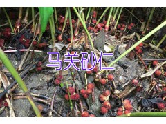 2017砂仁的種植技術(shù)包技術(shù)*砂仁種植基地圖3