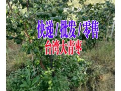 大青棗種植基地+云南大青棗批發(fā)|2017大青棗銷(xiāo)售信息圖1