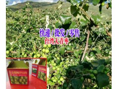 大青棗種植基地+云南大青棗批發(fā)|2017大青棗銷(xiāo)售信息圖3