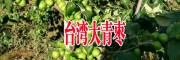 大青棗基地快遞信息(低價)