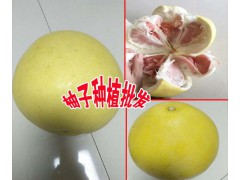 云南柚子多少錢(qián)一斤#柚子采購(gòu)去哪里？圖3