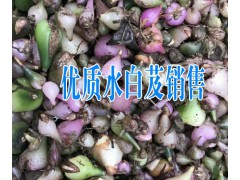 什么是水白芨藥材+云南水白芨圖片+現(xiàn)當(dāng)?shù)匕总竷r格（統(tǒng)貨）在800元圖3