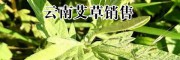 保山艾草藥材()_目前艾草批發(fā)價格+采購艾草