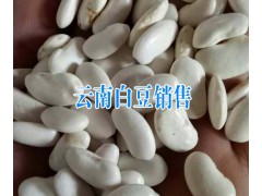 云南白芨圖片_云南保山白豆產(chǎn)地信息圖2