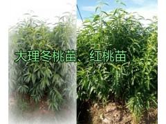 大理-南澗果樹苗、冬桃紅桃樹苗大量供應(yīng)價(jià)格信息圖2