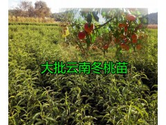 大理-南澗果樹苗、冬桃紅桃樹苗大量供應(yīng)價(jià)格信息圖3