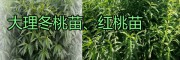 云南大理優(yōu)質(zhì)的果苗基地，冬桃苗、軟籽石榴苗|木瓜苗