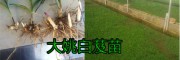 云南的白芨種苗價(jià)格是多少錢(qián)？?jī)?yōu)質(zhì)白芨種苗圖片