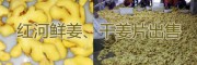 紅河州生姜、干姜片供應產地，輻射昆明、玉溪的黃姜銷售網