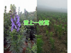 昆明草烏種植銷售基地，云南優(yōu)質(zhì)草烏供應(yīng)圖2