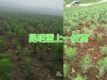 東川雪上一支蒿（種苗）銷售，長期供應草烏