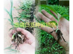 昭通白芨小苗、馴化苗現(xiàn)貨批發(fā)價(jià)格，會(huì)澤白芨成品出售圖3