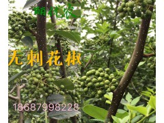 麗江無刺花椒苗批發(fā)價(jià)格&大理無刺花椒苗批發(fā)|保山無刺花椒苗圖2