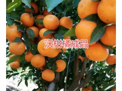 永勝沃柑橘苗批發(fā)#永勝油用牡丹銷(xiāo)售|麗江油用牡丹批發(fā)圖2