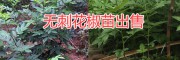 麗江無刺花椒苗批發(fā)價格，2018永勝無刺花椒銷售