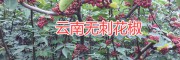 麗江大規(guī)模無刺花椒種植基地，永勝無刺花椒基地