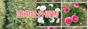 麗江油牡丹種植批發(fā)公司，永勝麗優(yōu)油用牡丹基地