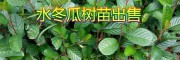 冬瓜苗圖片|供應(yīng)冬瓜苗信息+20萬水冬瓜樹苗