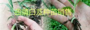 曲靖白芨小苗、馴化苗，白芨帶芽塊莖苗批發(fā)基地