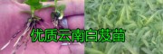 楚雄白芨苗種植基地，白芨成品、白芨苗銷(xiāo)售