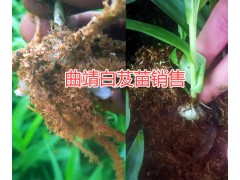 曲靖紫花白芨苗種植基地，白芨栽培合作社圖3