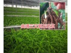 白芨苗大棚種植技術(shù)，曲靖小白芨苗基地圖2