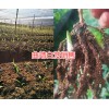 羅平白芨苗&師宗白芨種苗-曲靖白芨苗種植商