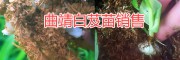 云南白芨苗&曲靖白芨馴化苗銷(xiāo)售—白芨冬季保溫技術(shù)支持