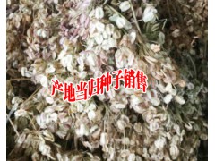 當歸種植方法技術(shù)#一畝當歸需要多少小苗@當歸小苗哪里賣圖3