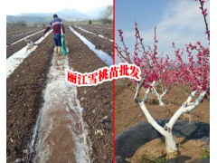 雪桃多少錢一斤#麗江雪桃價格#李子苗，紅梨苗，櫻花苗，櫻桃苗圖2