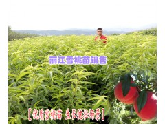 今年雪桃樹苗價(jià)格表|云南雪桃樹苗圖3