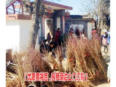 麗江15公分桃樹苗|麗江30公分桃樹苗批發(fā)地方圖3