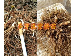 大理重樓芽頭銷售-云南重樓哪種品種好？彌渡重樓圖2