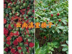 大理重樓芽頭銷售-云南重樓哪種品種好？彌渡重樓圖3