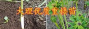 粉質(zhì)滇重樓子催芽技術(shù)-大理成熟重樓籽銷(xiāo)售