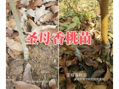 云南哪有早酥紅梨樹苗？紅梨樹苗批發(fā)15125404188圖2