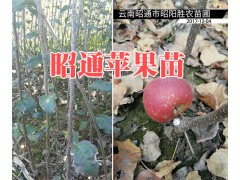 昭通蘋果苗多少錢一棵？貴州蘋果苗銷售-昆明蘋果苗圖2