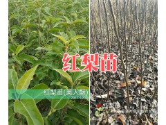 圣母香桃苗-昆明香桃苗批發(fā)價(jià)-昭通香桃苗基地圖2