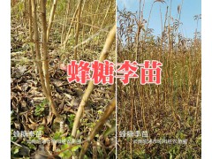 圣母香桃苗-昆明香桃苗批發(fā)價(jià)-昭通香桃苗基地圖3